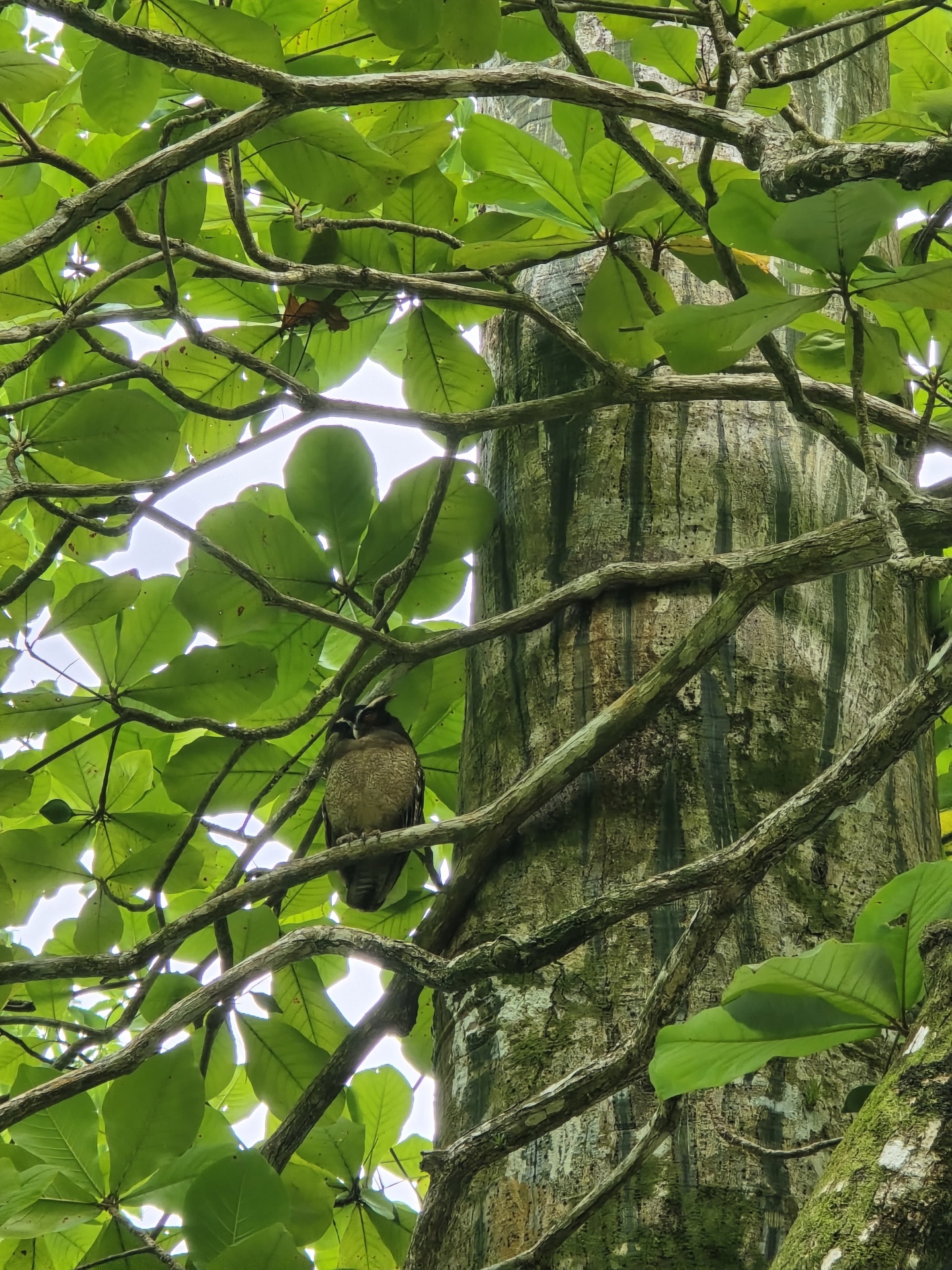 Corcovado National Park 4
