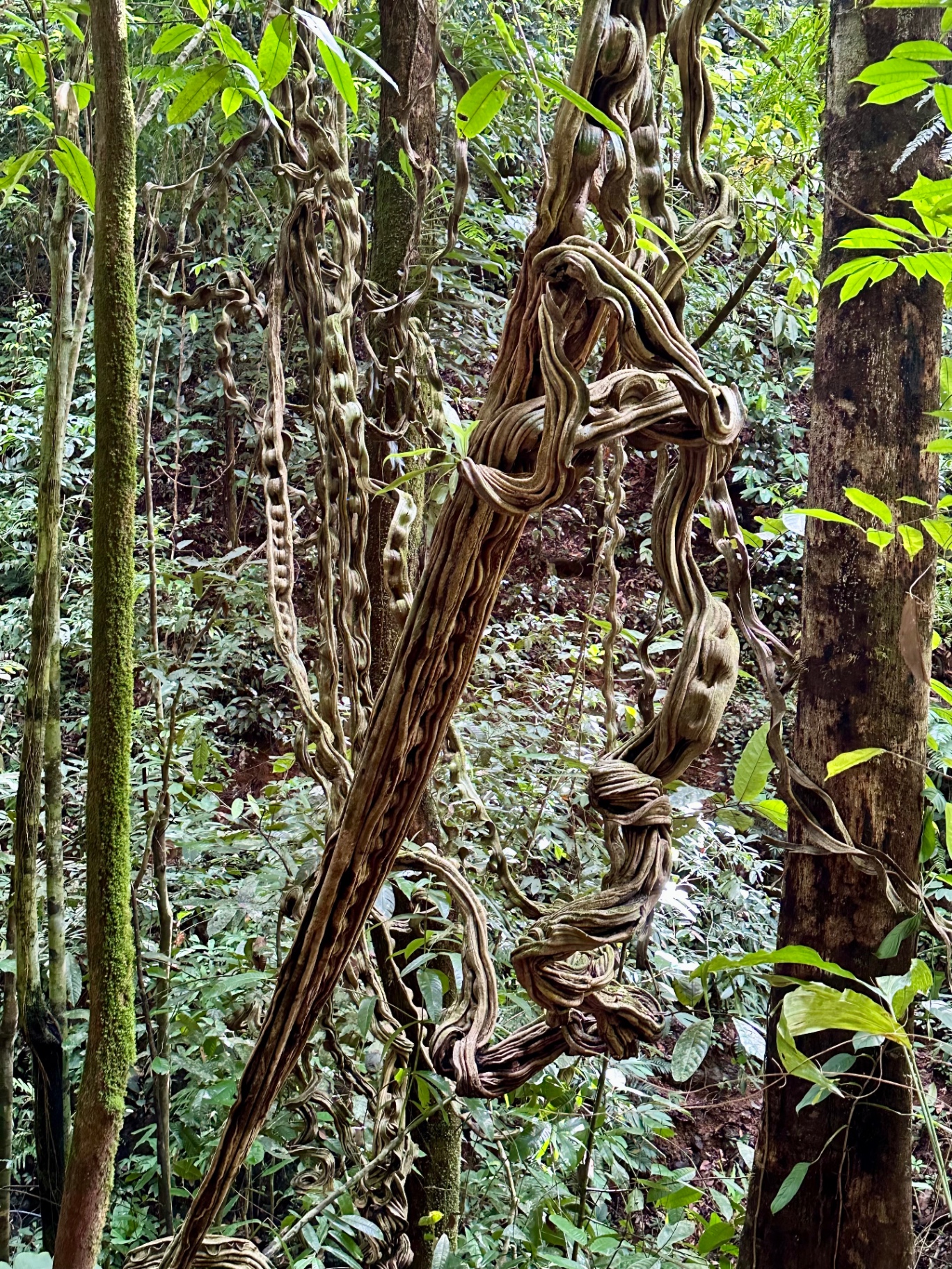 Lianas retorcidas colgando entre árboles del bosque tropical