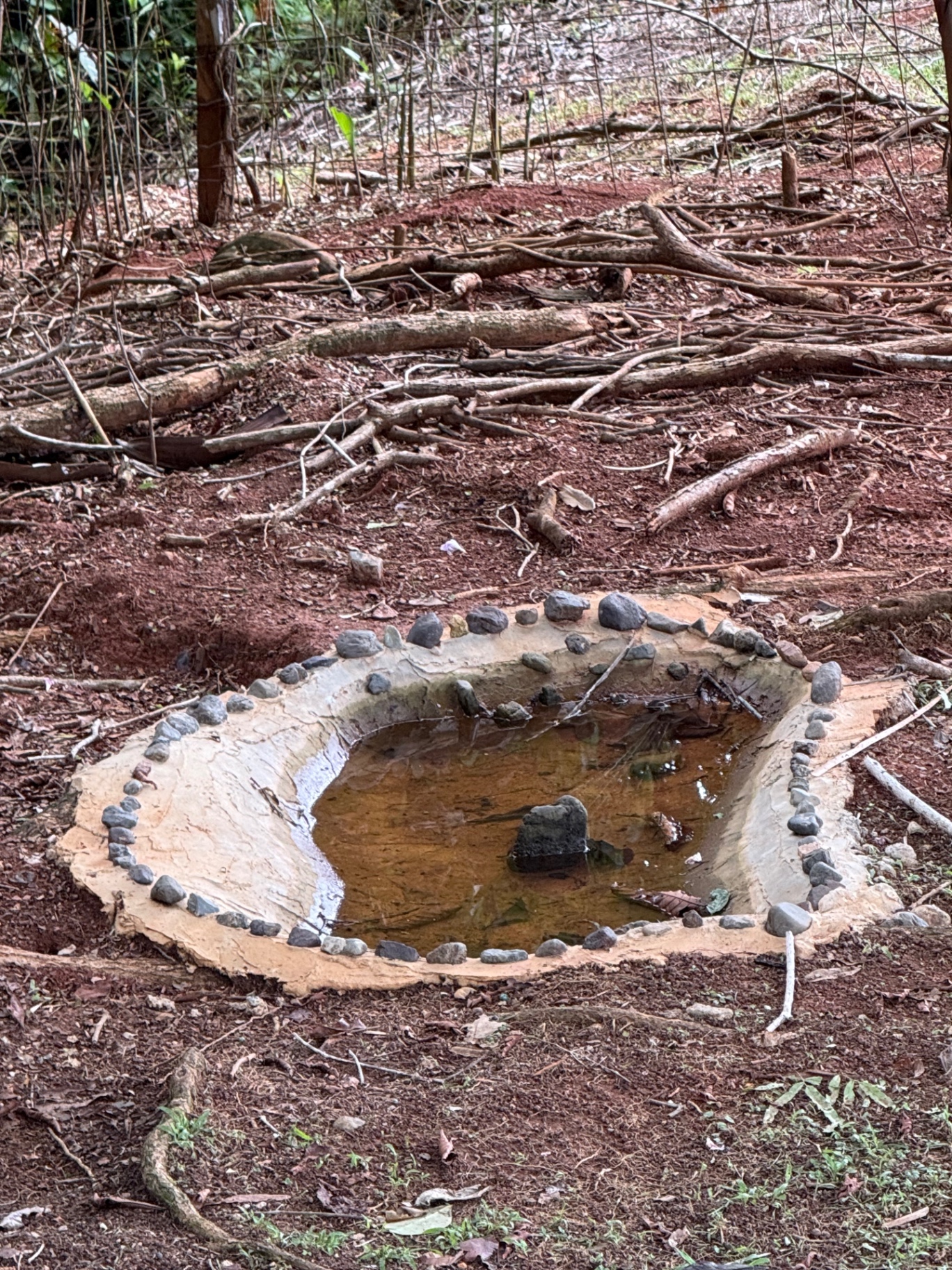 Small stone-lined pond in the jungle that serves as a frog breeding sanctuary