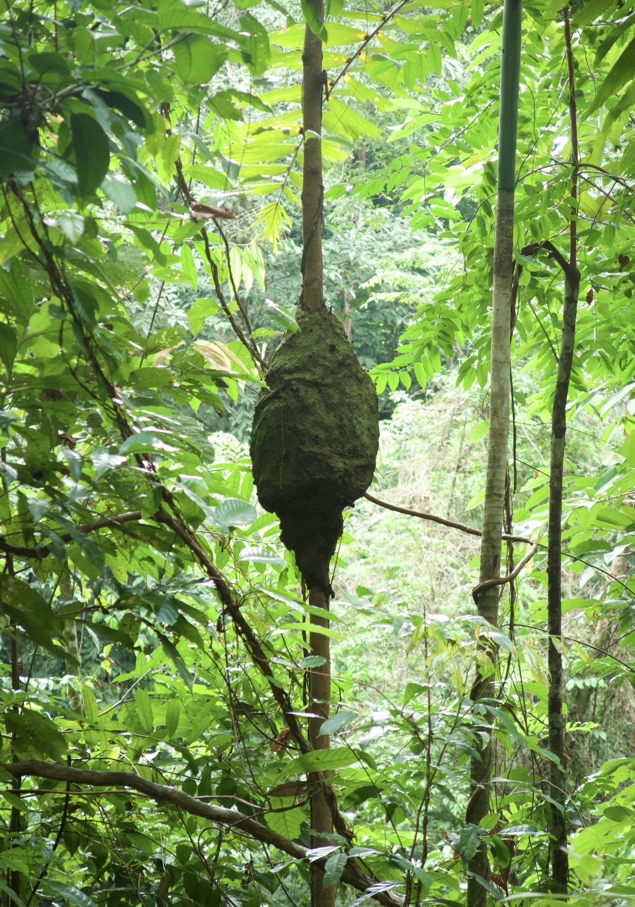 Large termite nest hanging from a slender tree in the jungle