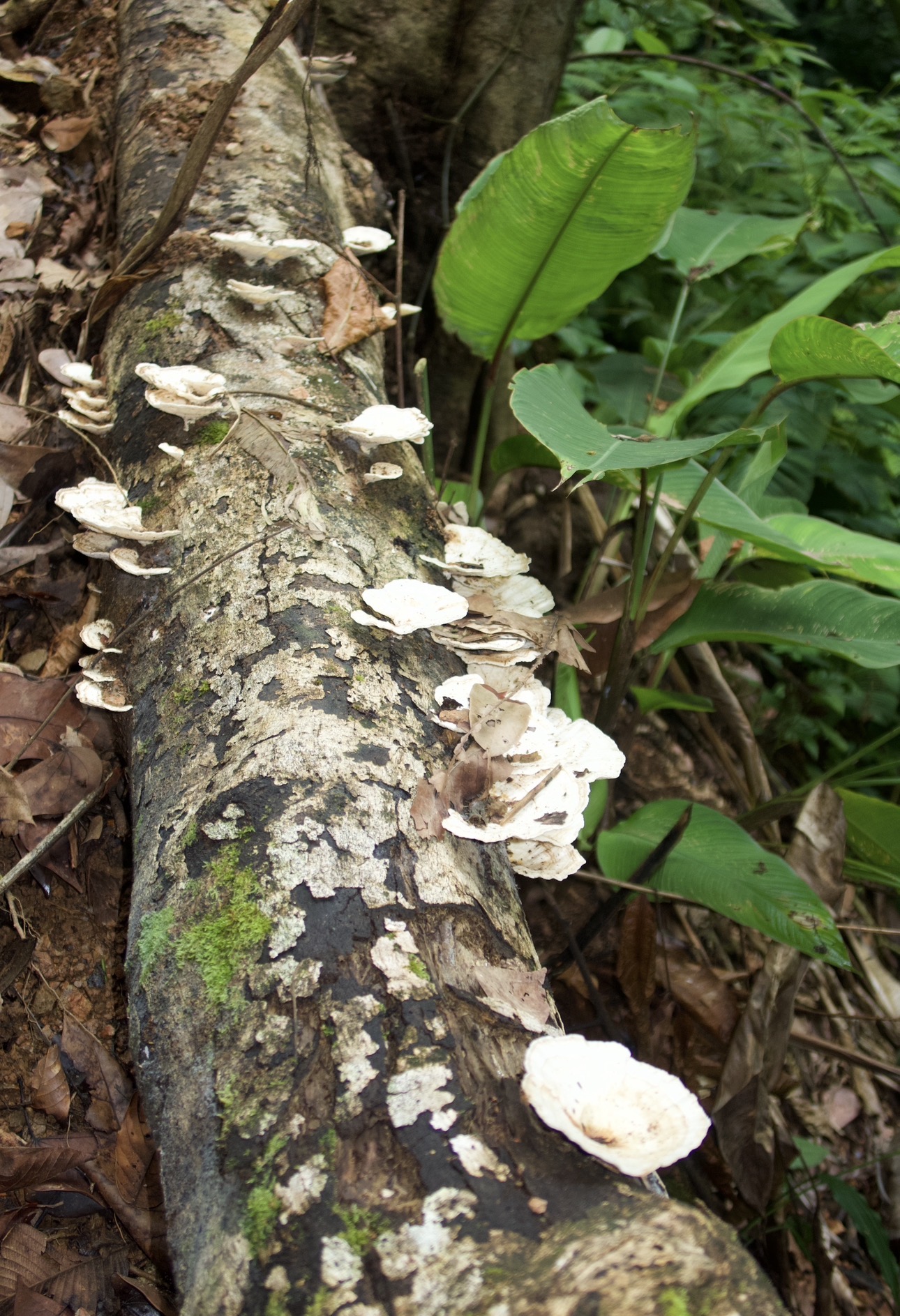 White bracket fungi growing on a fallen tree beside the trail