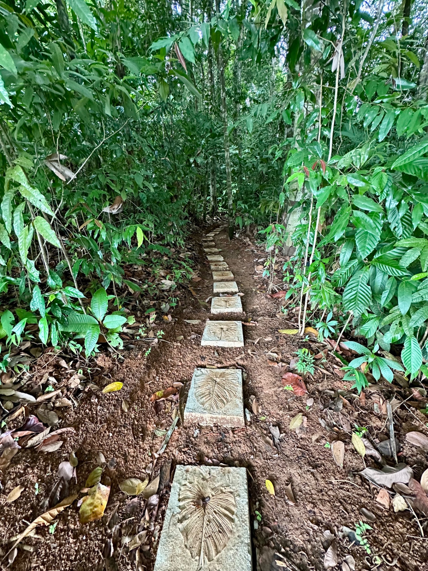 Stepping stones with leaf imprints along the jungle trail