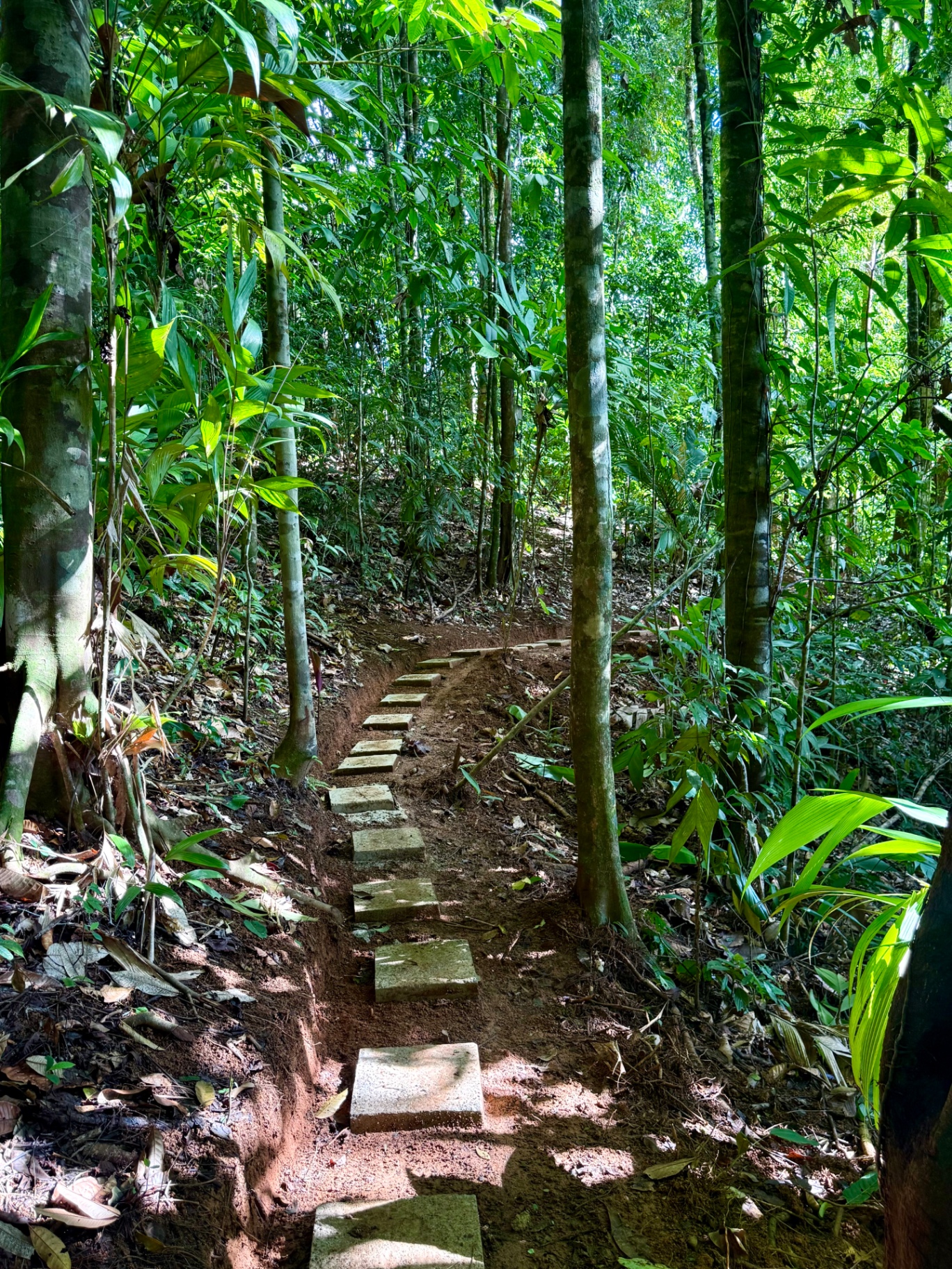 Sendero con escalones de piedra bajando por la selva