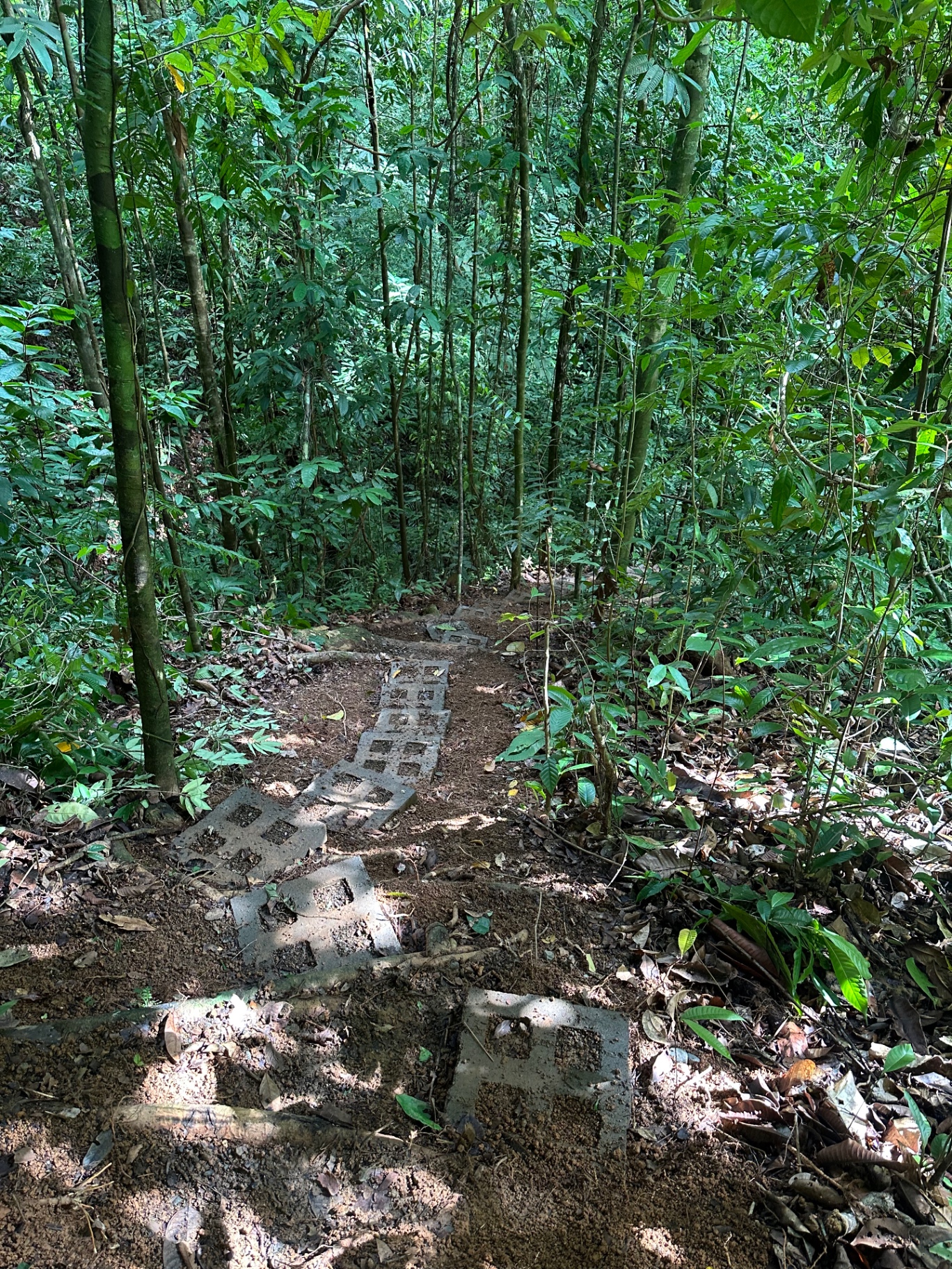 Camino de bloques de concreto atravesando la selva