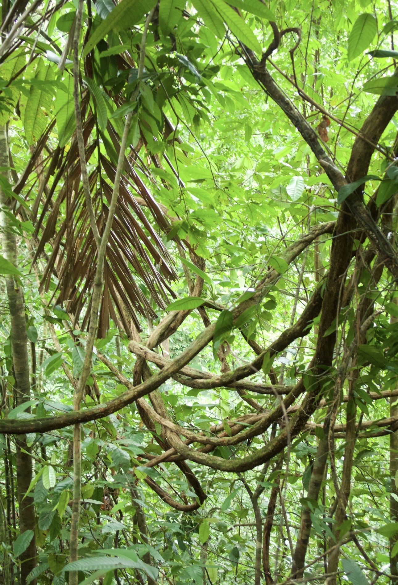 Thick twisted lianas hanging across the rainforest canopy