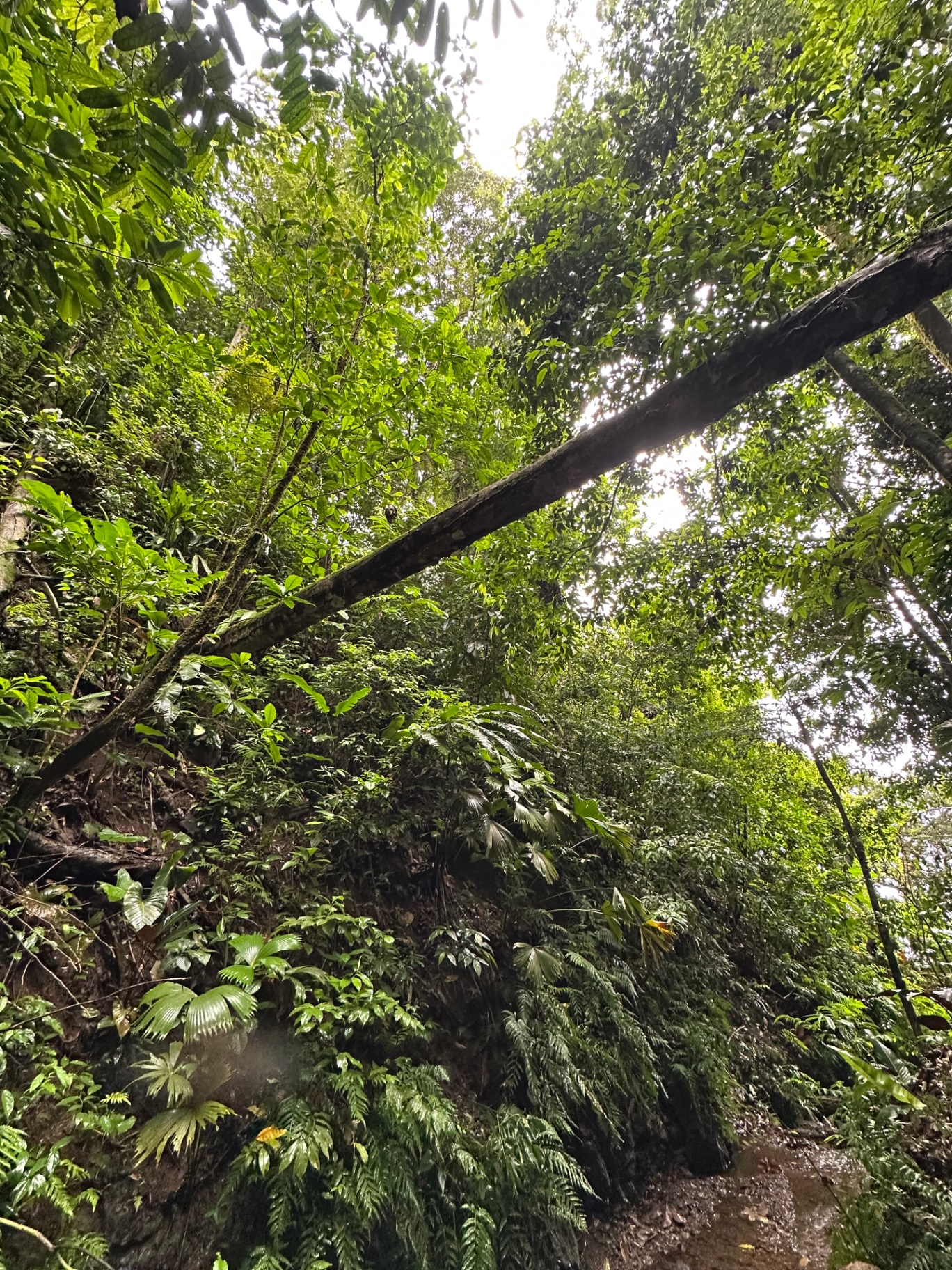 Trail beneath the rainforest canopy