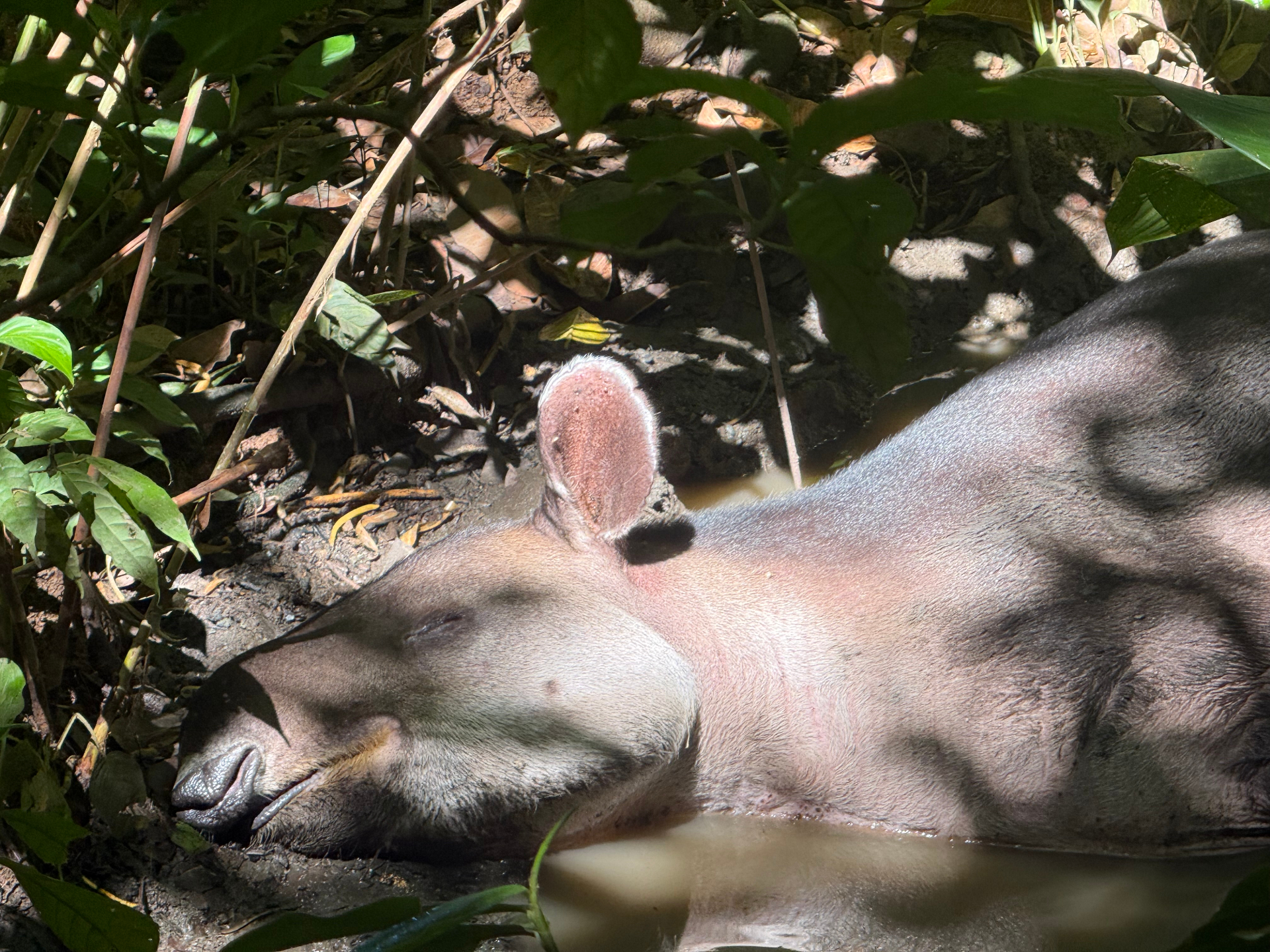 Corcovado National Park 1