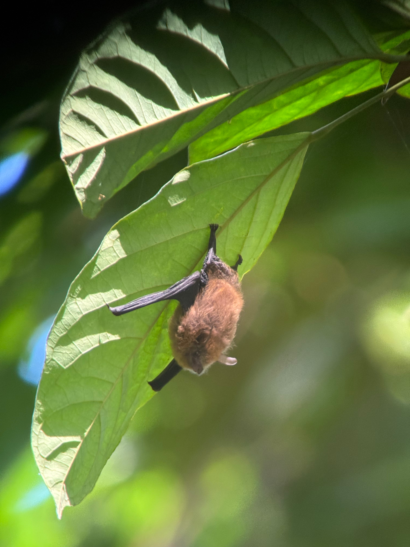 Corcovado National Park 2