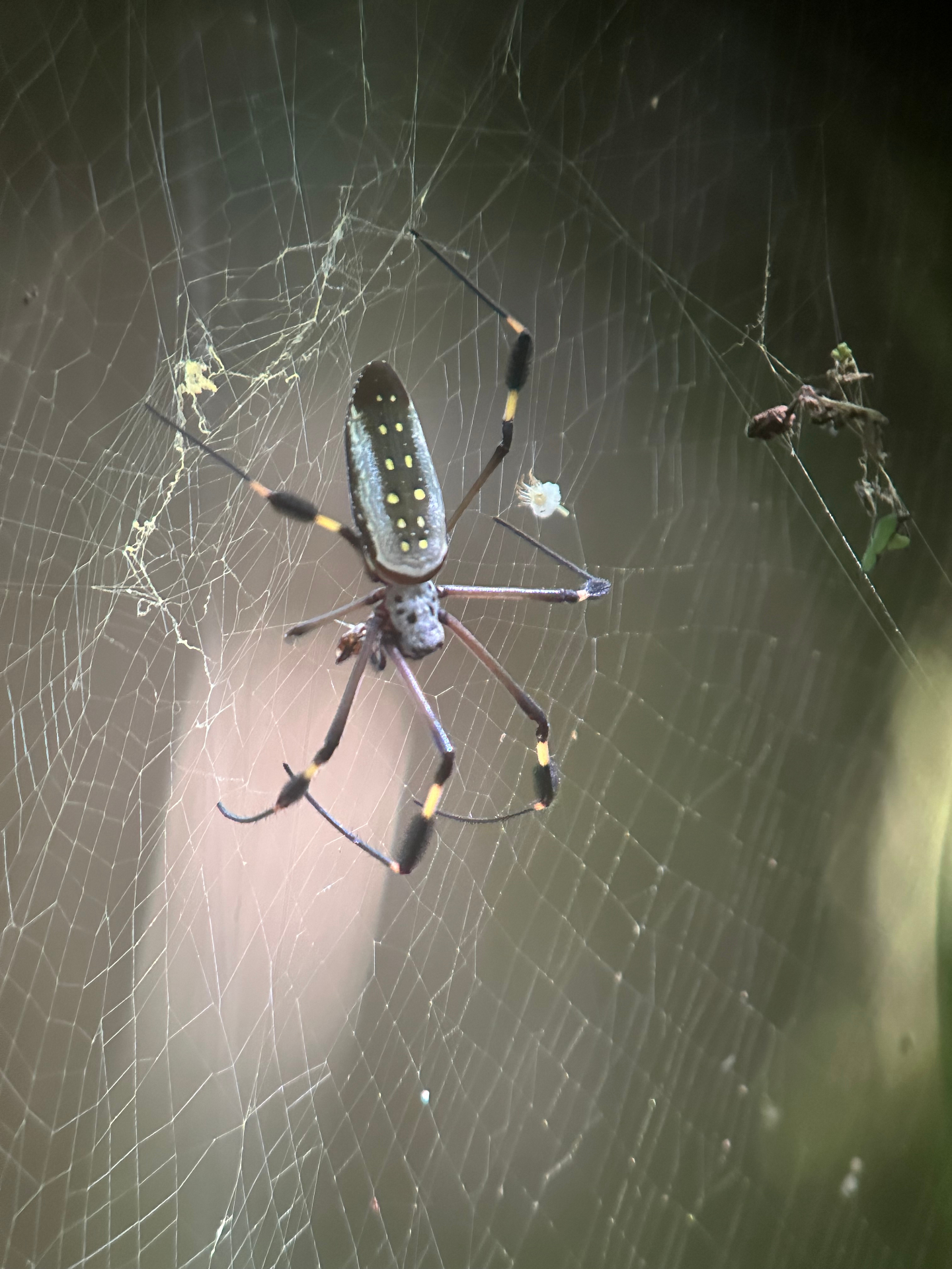 Corcovado National Park 3