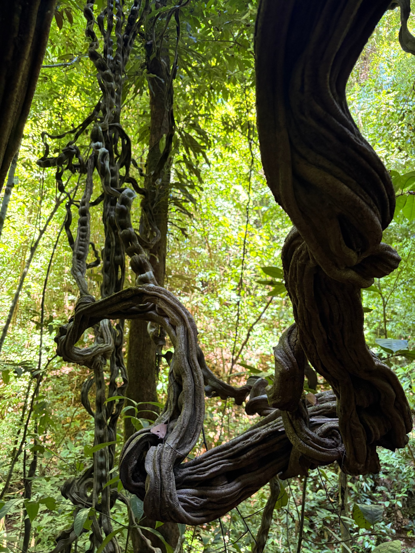 Lianas y árboles en la selva tropical